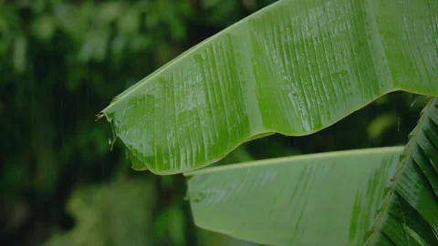 Close up rainfall on banana leaf. Water droplets fixed on green leaves. 스톡 동영상 343939654