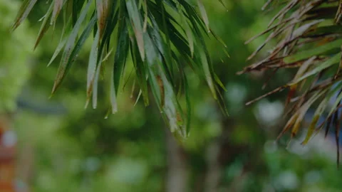 Close up rainfall on palm leaf. Water droplets fixed on green leaves. Video stock 343939952