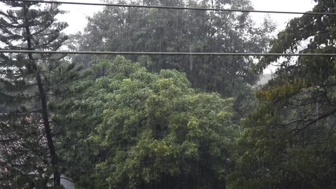 Close up of rainfall with trees background Stock Footage 240276247