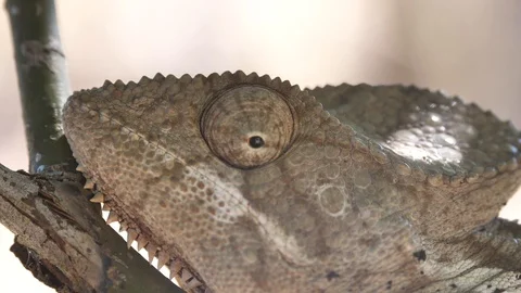 Close Up Of Rainforest Chameleon Eye Looking Around, Madagascar Stock Footage 125345795