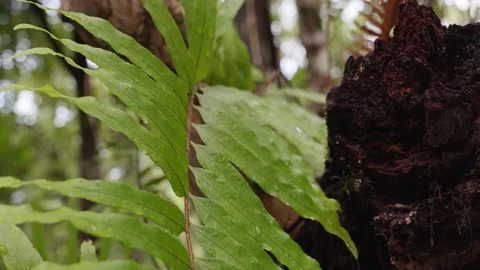 Close up of rainforest leaves in dense jungle Stock Footage 307877576