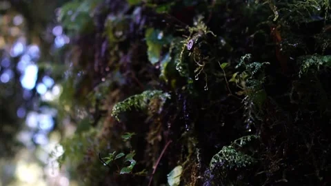 Close up rainforest tree trunk with water droplets falling Stock Footage 171522361