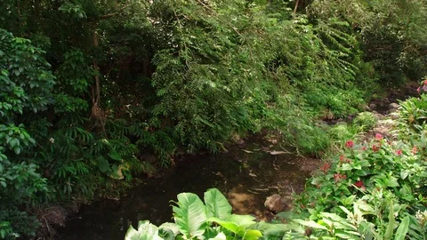 Close rainforest vegetation, small, rocky stream bed. Stock Footage 80512364