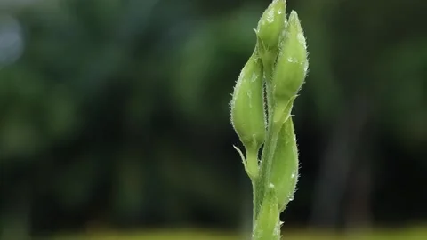 Close up raining in the flower garden. Stock Footage 157270986