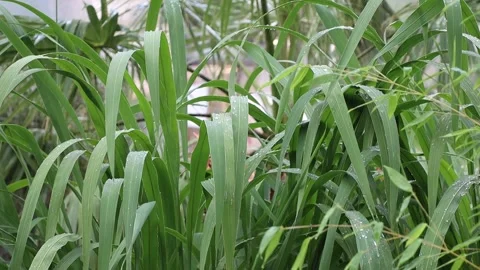 Close up raining over the tropic's leaves. Stock Footage 236577125
