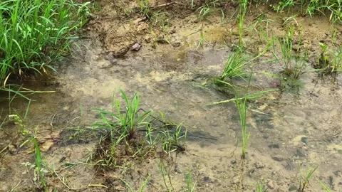 Close Up of Rainwater Flowing Through Young Rice Plants in a Muddy Agricultural Stock Footage 344582879