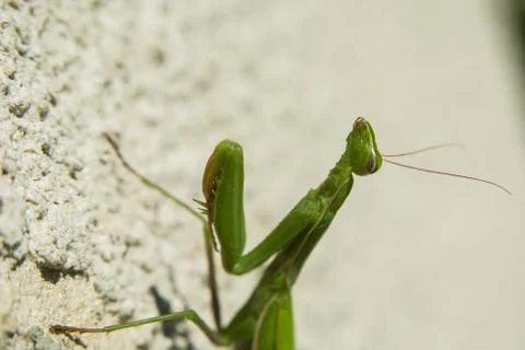 Close-up on a raised green mantis head Stock Photos