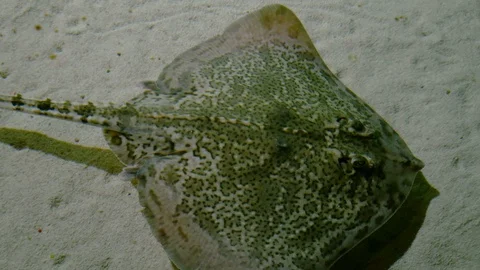 Close up of a Raja undulata rays swims on the sand Video stock 87868747