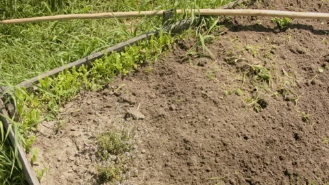 Close-up rake on the ground in the garden Vídeo Stock 132618756
