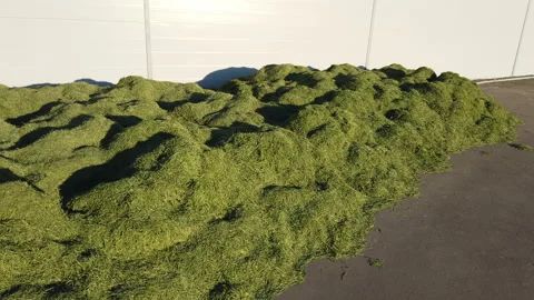 Close up raking cut grass from the road. Cleaning in the garden. Stock Footage 157266259