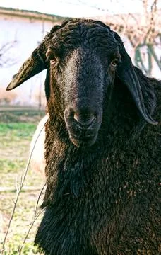 Close-up of a ram on a farm Stock Photos