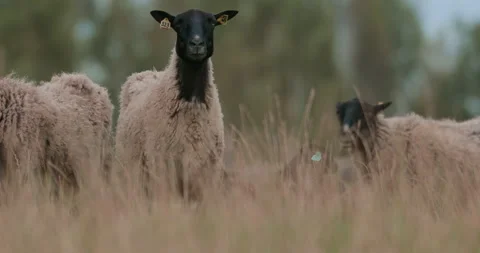 Close-up of a ram. A flock of lambs and rams. Stock Footage 318065325