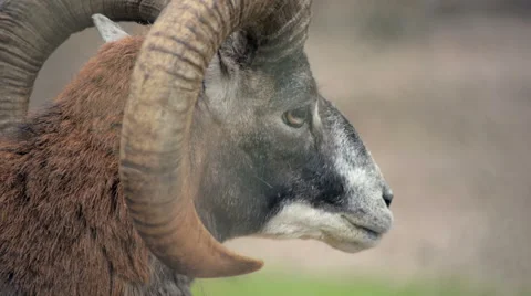 Close-up of the ram Stock Footage 51794111