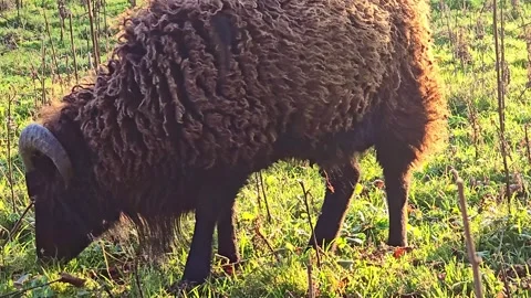 Close-Up Ram Grazing in Backlight Stock Footage 328547759