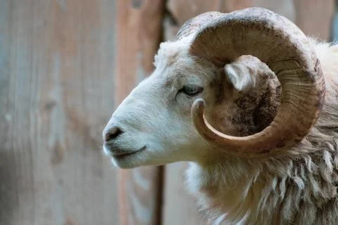 Close-up of a ram with its one powerful horn Stock Photos