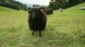 close up ram tup alps HD Footage