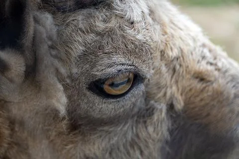 Close-up of a ram's eye. Stock Photos