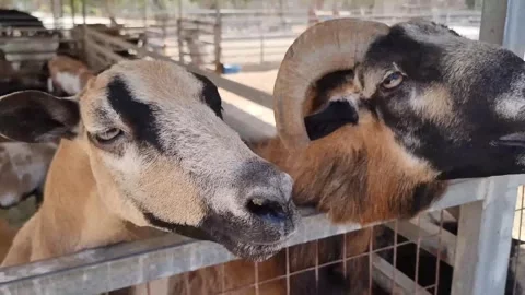 Close-Up of Rams in Farm Pen Stock Footage 318510953
