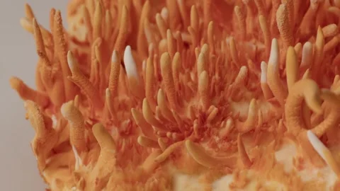 Close Range Macro Study of Cordyceps Growth Stock Footage 331568045