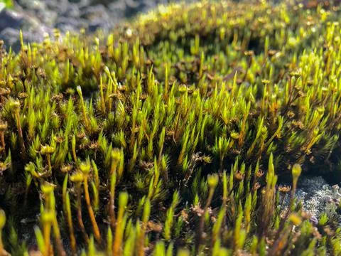 Close range small plants (mossy) on the rocks. Selective focus. Soft focus Stock Photos