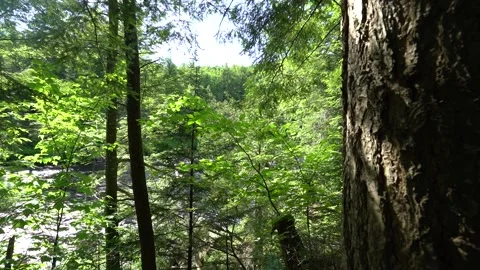 Close range trees Stockbeeldmateriaal 171343322