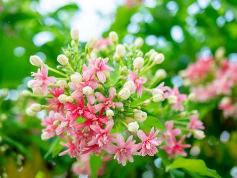 Close up of Rangoon Creeper flower buds and pink blossoms on green leaves b.. 스톡 사진
