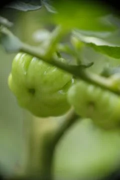 Close-up of ranti or rose tomatoes growing in the garden. Stock Photos