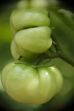 Close-up of ranti or rose tomatoes growing in the garden. Stock Photos