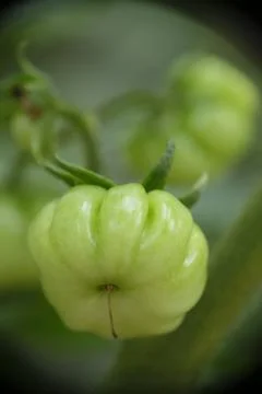 Close-up of ranti or rose tomatoes growing in the garden. Stock Photos