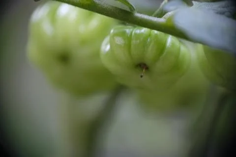 Close-up of ranti or rose tomatoes growing in the garden. Stock Photos