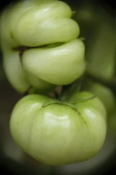 Close-up of ranti or rose tomatoes growing in the garden. Stock Photos