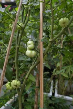 Close-up of ranti or rose tomatoes plant in the garden. Stock Photos