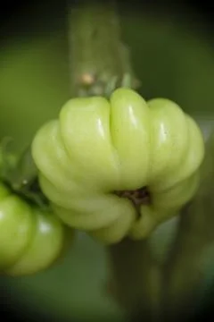Close-up of ranti or rose tomatoes growing in the garden. Stock Photos