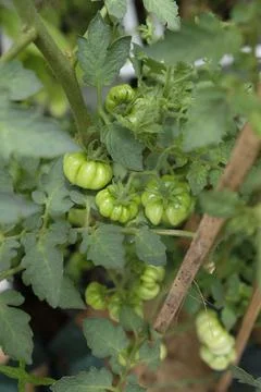 Close-up of ranti or rose tomatoes plant in the garden. Stock Photos