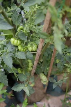 Close-up of ranti or rose tomatoes plant in the garden. Stock Photos