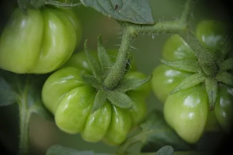 Close-up of ranti or rose tomatoes growing in the garden. Stock Photos