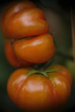 Close-up of ranti or rose tomatoes growing in the garden. Stock Photos