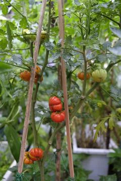 Close-up of ranti or rose tomatoes plant in the garden. Stock Photos