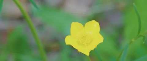 Close up of a Ranunculus bulbosus, commonly known as bulbous buttercup Stock Footage 251734297