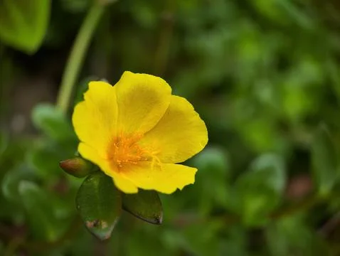 Close-up of Ranunculus repens Stock Photos