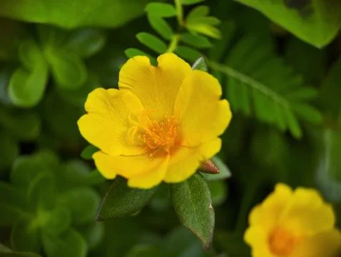Close-up of Ranunculus repens Stock Photos