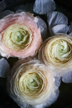 Close up of the ranunculuses 写真素材