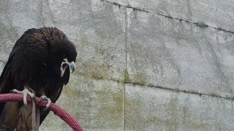 Close-up of rapacious bird screaming and moving head Video stock 279846072