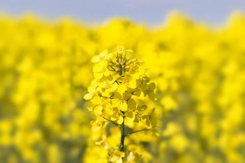 Close up of a rape field Foto stock