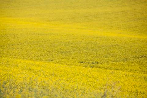Close up on rape field Foto stock