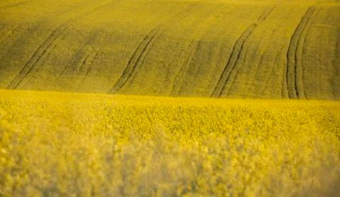 Close up on rape field Stock Photos