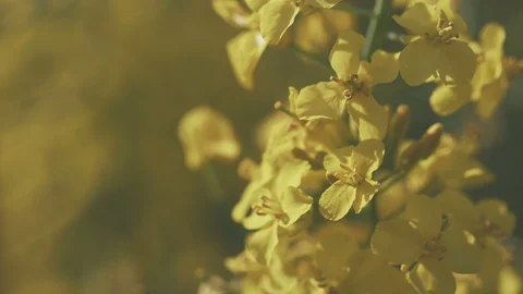 Close up of Rape on the field in summer. Bright Yellow rapeseed oil. Flowering Vidéo 91582532