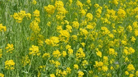 Close up of the rape flower Stock Footage 85408048
