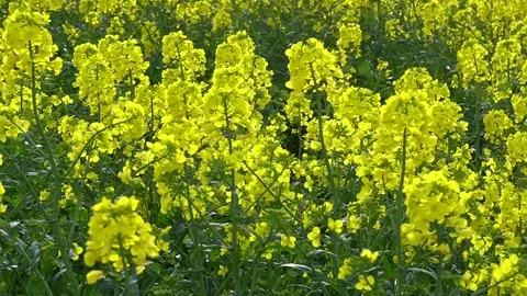 Close up of rape seed flowers, growing in Scotland, UK Stock Footage 272326171