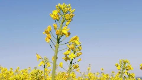 Close-up of rapeseed canola flowers under blue sky at spring Stock Footage 108317266